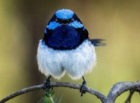 FIAP HONOR - THE BLUES SINGER - MIRABILE MARIO - australia <div : nature, wildlife